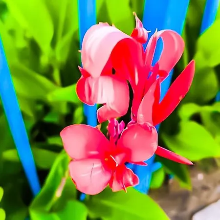 William's - Sixth Large *