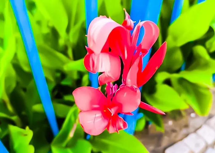 William's - Sixth Large *